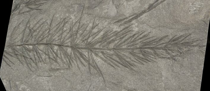 Pennsylvanian Horsetail (Asterophyllites) Fossil - France #51105